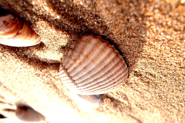 coquillage-sable