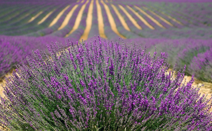 Top des endroits à visiter au Salon de Provence