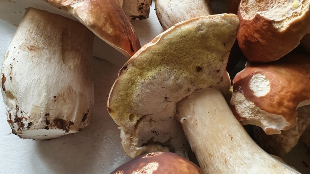cèpes
