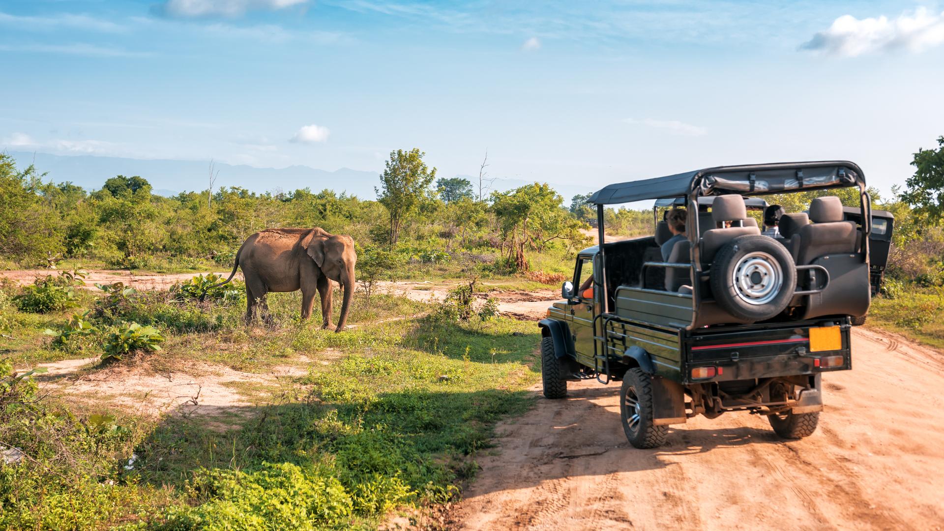 L'Afrique du Sud safari