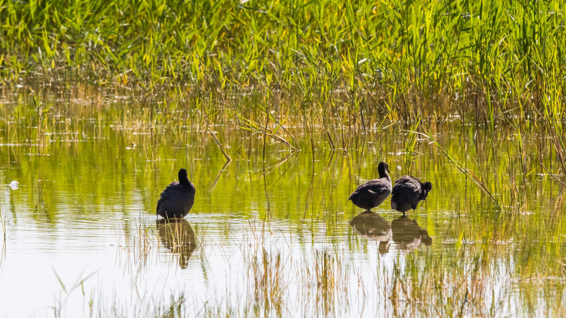 Parc Naturel de la Baie de Somme